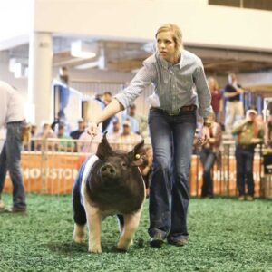 Top Junior Market Barrows Announced in Emotional Champion Selection at 2017 Houston Livestock Show and Rodeo™