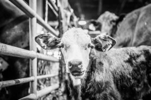 56th Annual Houston Livestock Show & Rodeo All Breed Sales Show Strong Demand
