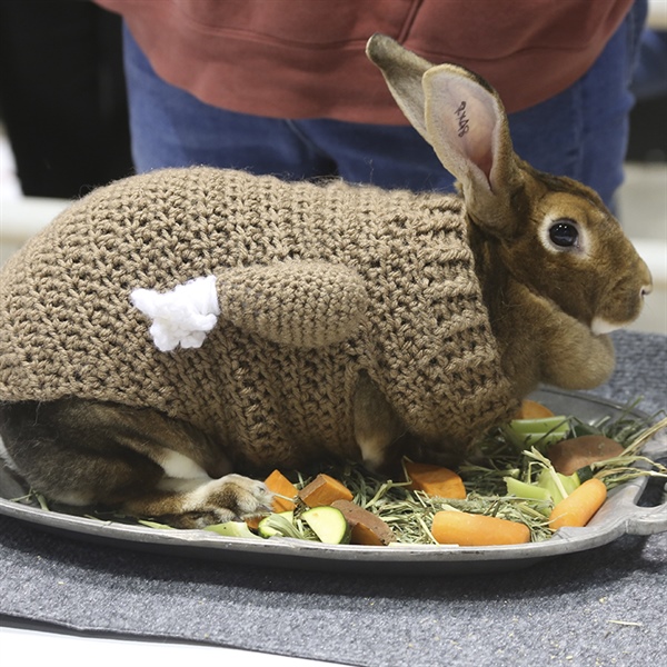Rabbits in Costume!