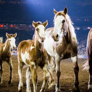 Houston Livestock Show and Rodeo™ Celebrates Record-Breaking Attendance of More Than 2.6 Million Fans at the 2017 Show