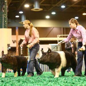 Excitement all around at the 2018 Houston Livestock Show and Rodeo™ Junior Market Barrow Championship Selection