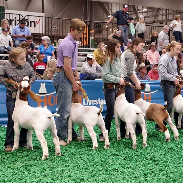 Houston Livestock Show and Rodeo Awards More Than $9.3 Million in Premiums to 2020 Junior Exhibitors Impacted by the Early Closure
