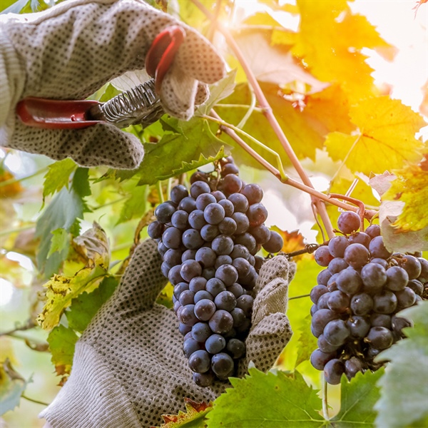 Harvest 101: A Magical Time In Winemaking