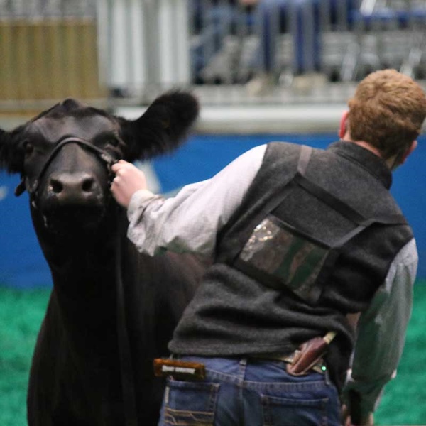 Youth Heifer Exhibitors Earn More Than Ribbons and Banners