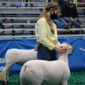 Breeds From Around the World Compete in 2021 Junior Market Lamb Show