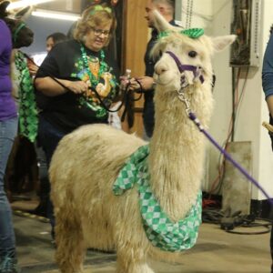 Llama and Alpaca Parade