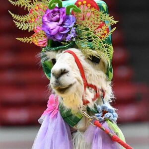 NRG Arena Hosts Unlikely Competitors: Llamas and Alpacas in Costume