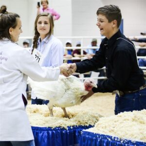 Poultry Champion Selection