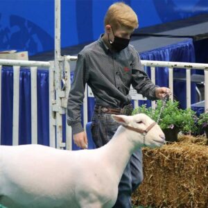 Exhibitor Shares Winning Attitude after Junior Breeding Sheep Show