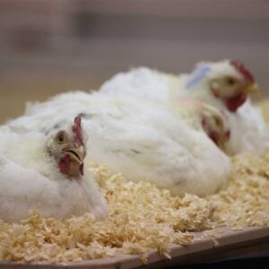Junior Market Poultry Show Champions selected at 2018 Houston Livestock Show and Rodeo™