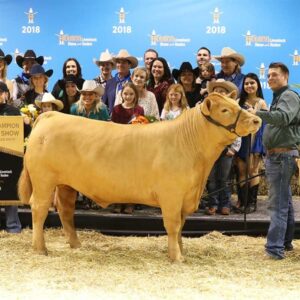 Grand and Reserve Grand Champion Steers Recieve High Bids at the 2018 Houston Livestock Show and Rodeo™ Junior Market Steer Auction
