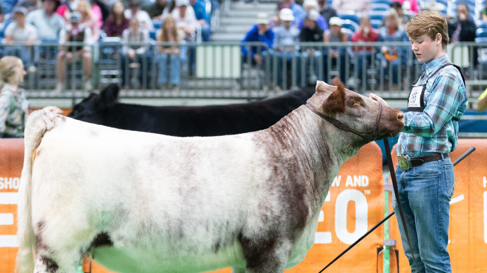 Houston Rodeo Farm Animals Media | Houston Livestock Show and Rodeo