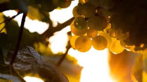 Ode to the #1 White Grape in Texas and Other Notable Hybrid Grapes