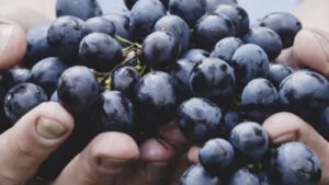 Texas Native Grapes: Know Them, Grow Them…. Cherish Their Worldwide Legacy
