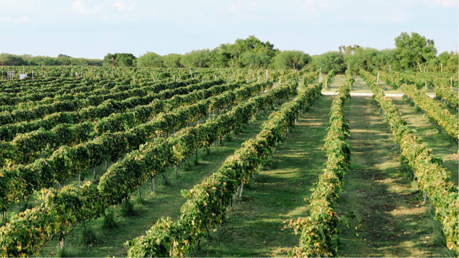 Where does your wine come from?