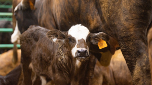 57th Annual Houston Livestock Show & Rodeo All Breeds Sales show strong demand
