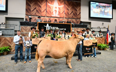 2024 Houston Livestock Show And Rodeo™ Junior Market Steer Auction Results