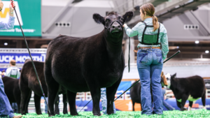 Rodeo concludes its Junior Heifer Breeding Beef Show