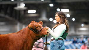 Junior Breeding Heifer Show – American Champion Drive: An Academy for Superheroes