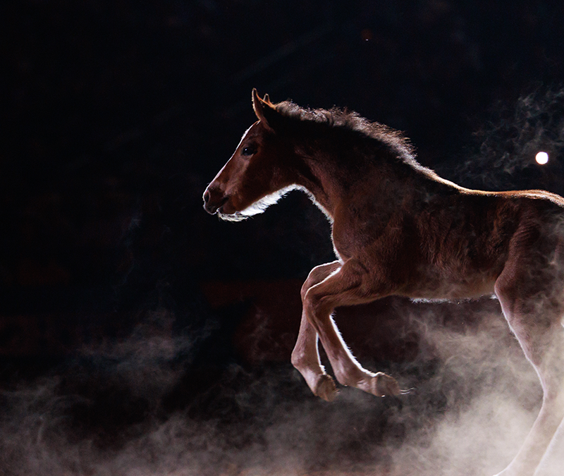 Born to Buck®
