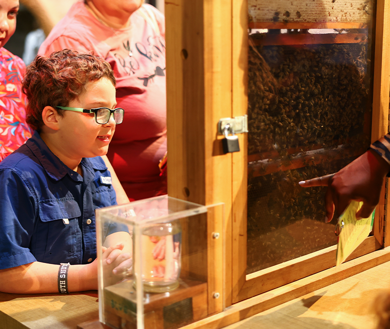 Honeybee Exhibit