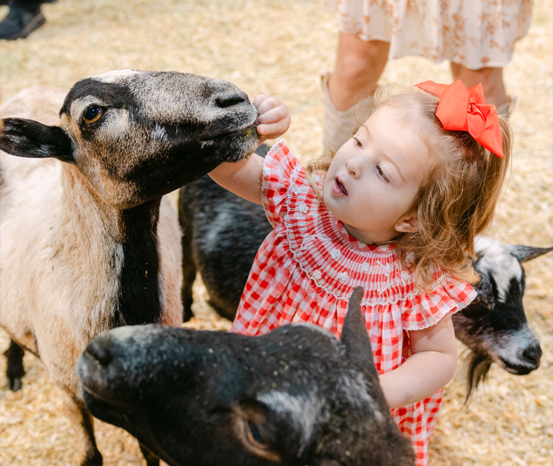 Petting Zoo