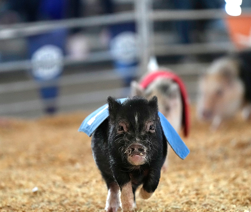 Pig Races