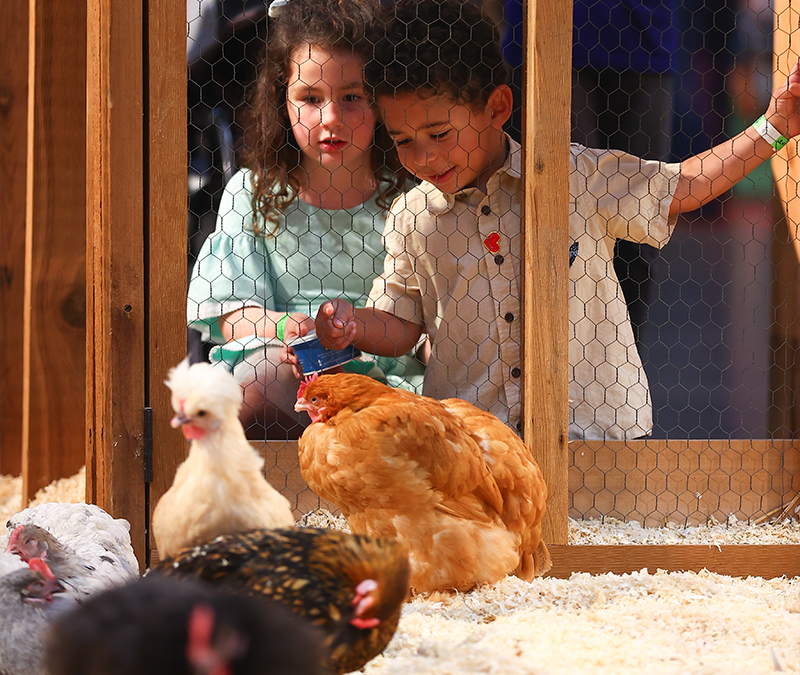 Poultry Exhibit