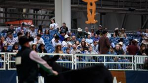 British and Continental Heifer Champions Crowned at Houston Livestock Show and Rodeo™