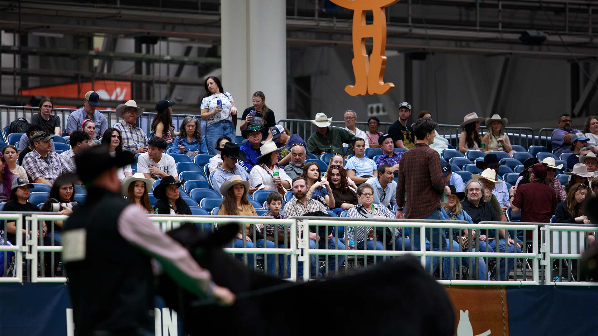British and Continental Heifer Champions Crowned at Houston Livestock Show and Rodeo™