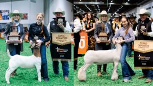 Junior Market Lamb and Goat Champions named at  2026 Houston Livestock Show and Rodeo™